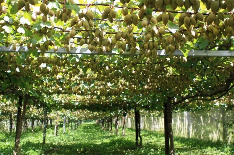 cay-kiwi-co-trong-duoc-o-viet-nam2-1