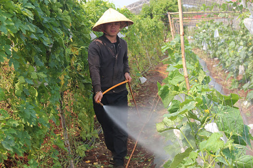 Thuốc sâu có pha chung với thuốc bệnh được ko?