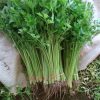 Hạt giống rau cần tây