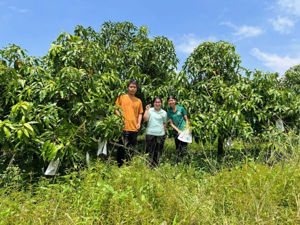 Xoài Cát Hòa Lộc - 1 kg