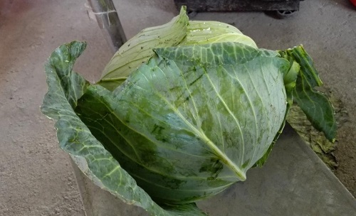 Hạt giống bắp cải chịu nhiệt
