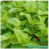 Hạt giống bạc hà Âu - Lemon Balm