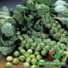 Hạt giống bắp cải tí hon
