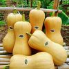 Hạt giống bí đỏ hồ lô