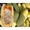 Hạt giống bí ngô siêu hạt F1