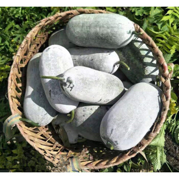 Hạt giống bí đao xanh thơm