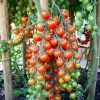Hạt giống cà chua bi chuỗi ngọc F1