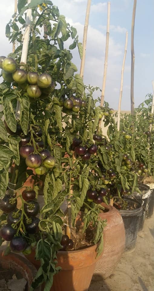Hạt giống cà chua socola
