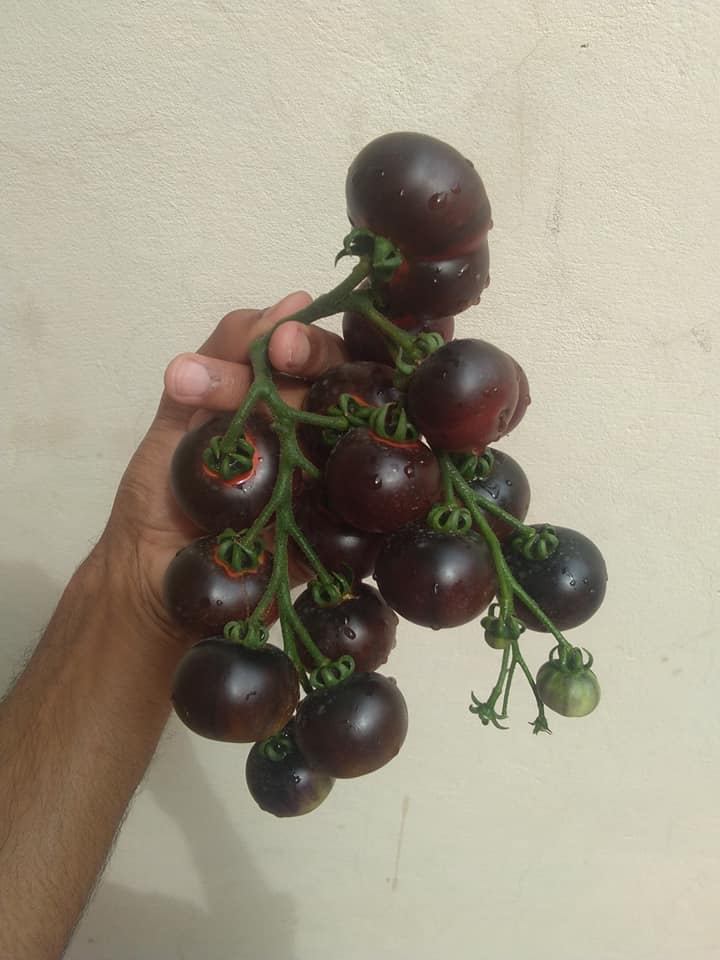 Chùm quả socola mọc thành chùm