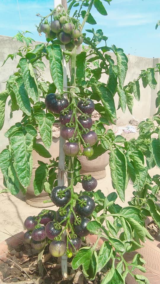 Giống cà chua socola tăng trưởng vô hạn, năng suất cao