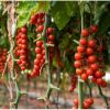 Hạt giống cà chua bi chuỗi ngọc F1