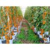 Hạt giống cà chua Nova F1