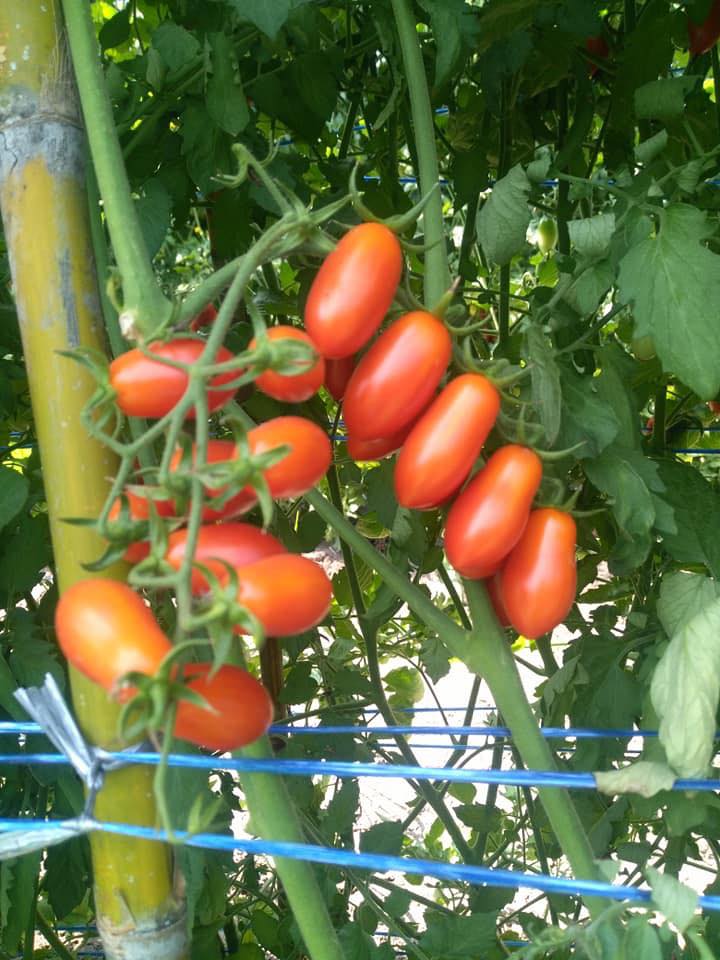 Cách trồng hạt giống cà chua bi