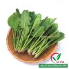 Hạt giống rau cải bó xôi