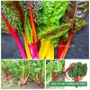 Hạt giống cải cầu vồng Swiss Chard