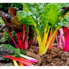 Hạt giống cải cầu vồng Swiss Chard