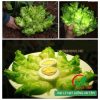 Hạt giống cải mầm đá