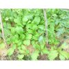 Hạt giống rau cải mèo