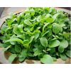 Hạt giống cải ngọt ăn non