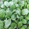 Hạt giống cải ngọt ăn non
