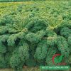 Hạt giống cải xoăn kale khổng lồ