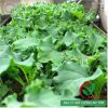 Hạt giống cải xoăn kale khổng lồ