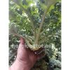 Hạt giống cải xoăn kale khổng lồ
