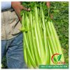 Hạt giống cần tây Đà Lạt(cần tây Mỹ) ép nước