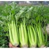 Hạt giống cần tây Đà Lạt(cần tây Mỹ) ép nước