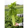 Hạt giống cần tây Đà Lạt(cần tây Mỹ) ép nước