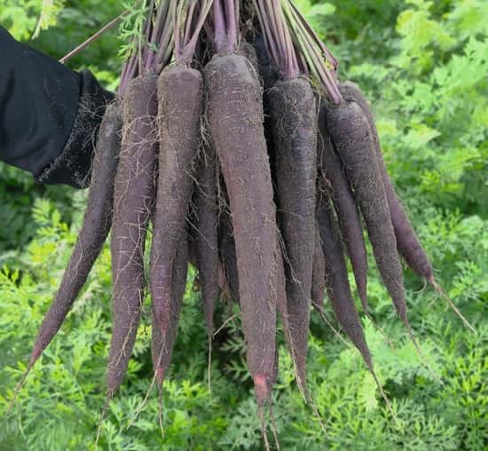 Hạt giống carot tím