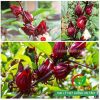 Hạt giống cây bụp giấm(atiso đỏ)