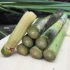 Hạt giống cỏ mía ngọt