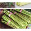 Hạt giống cỏ mía ngọt