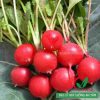 Hạt giống củ cải đỏ