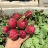 Hạt giống củ cải đỏ