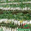 Hạt giống củ cải đường chịu nhiệt
