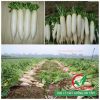 Hạt giống củ cải đường chịu nhiệt