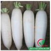 Hạt giống củ cải đường chịu nhiệt