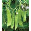 Hạt giống đậu hà lan hoa đôi