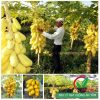 Hạt giống đu đủ da vàng