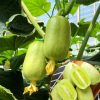 Hạt giống dưa chuột ngọc nữ