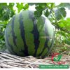Hạt giống dưa hấu F1 quả tròn