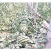 Hạt giống dưa hấu không hạt