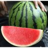 Hạt giống dưa hấu không hạt
