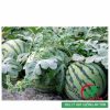 Hạt giống dưa hấu F1 quả tròn
