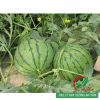 Hạt giống dưa hấu F1 quả tròn