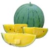 Hạt giống dưa hấu ruột vàng