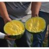 Hạt giống dưa hấu ruột vàng