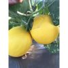 Hạt giống dưa kim hoàng hậu